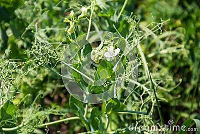 Green pea blossom in garden Stock Photo