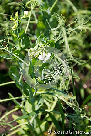 Green pea blossom in garden Stock Photo