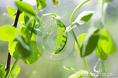 Green pea plant Stock Photo