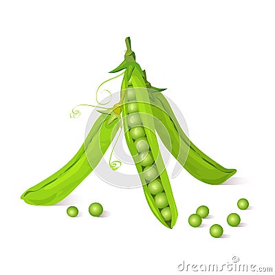 Green pea pods Vector Illustration
