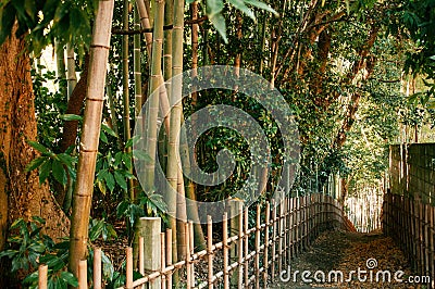 Bamboo forest and small dirt alley, Sakura city, Chiba, Japan Stock Photo