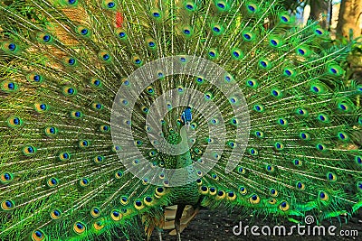 Green peacock with a beautiful tail Stock Photo