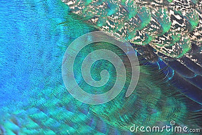 Green Peacock feathers Stock Photo