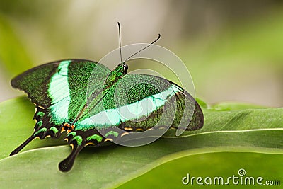 Green Peacock Swallowtail Stock Photo