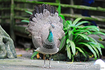 Green peafowl (female) Stock Photo