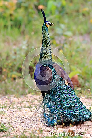 Green Peafowl The male is looking for a female. Stock Photo