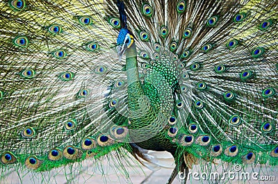 Green Peafowl of Thailand Stock Photo