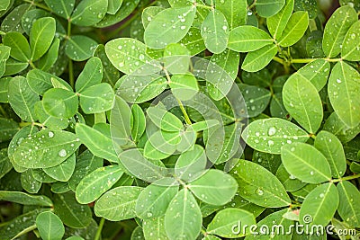 Green peanut leaves with dew drops close-up Stock Photo
