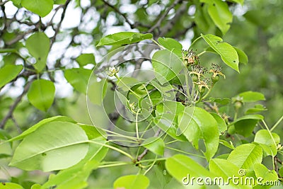 Green pear after flowering on a branch. Unripe fruit. Gardening Stock Photo