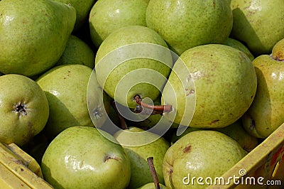 Green Pears Stock Photo