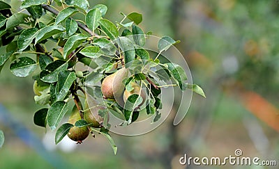 Green pears growing on the tree. Stock Photo