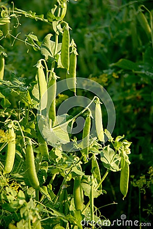 Green peas Stock Photo