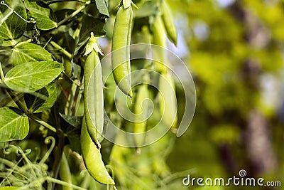 Green peas on branches Stock Photo