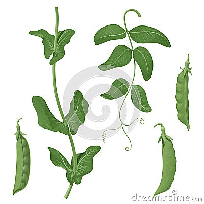 Green peas. Set of isolated vector images of plant elements, pods, leaf and stem Vector Illustration