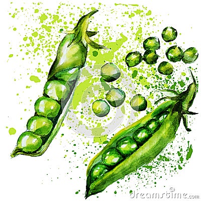 Green peas watercolor Vector Illustration