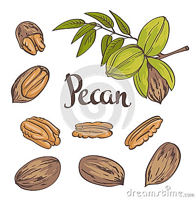 Green Pecan nuts with leaves and dried Pecan nuts isolated on a white background. Vector Illustration