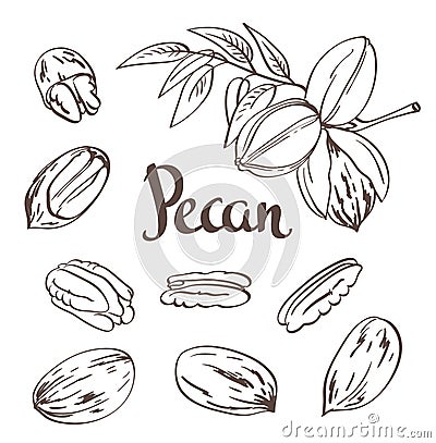 Green Pecan nuts with leaves and dried Pecan nuts isolated on a white background. Vector Illustration