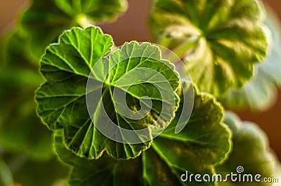 green Pelargonium Geranium leaves Stock Photo