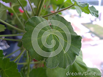 Green pelargonium leaf, near photography Stock Photo