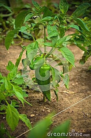 Green Pepers/pimiento Personal Garden Stock Photo