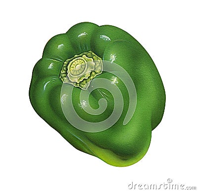 Green Pepper Cartoon Illustration