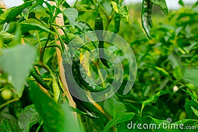 Green pepper of improved variety of Bangladesh. The green chili pepper also chile, chile pepper, chilli pepper, green chilly, or Stock Photo