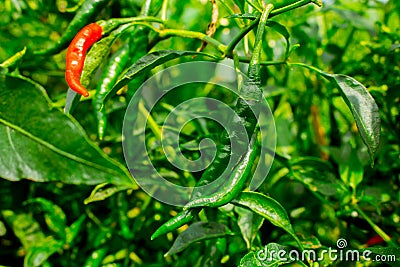 Green pepper of improved variety of Bangladesh. The green chili pepper also chile, chile pepper, chilli pepper, green chilly, or Stock Photo