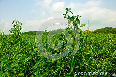 Green pepper of improved variety of Bangladesh. The green chili pepper also chile, chile pepper, chilli pepper, green chilly, or Stock Photo