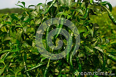 Green pepper of improved variety of Bangladesh. The green chili pepper also chile, chile pepper, chilli pepper, green chilly, or Stock Photo