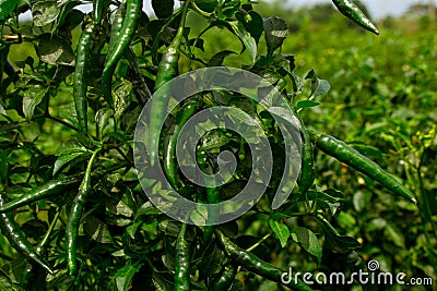 Green pepper of improved variety of Bangladesh. The green chili pepper also chile, chile pepper, chilli pepper, green chilly, or Stock Photo