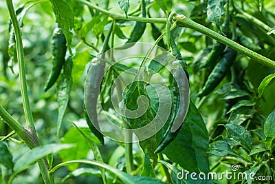 Green pepper of improved variety of Bangladesh. The green chili pepper also chile, chile pepper, chilli pepper, green chilly, or Stock Photo