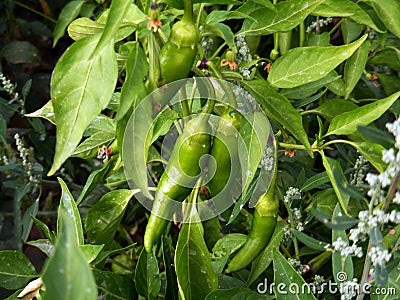 Green pepper and pepper garden paintings suitable for advertisement and logo designs Stock Photo