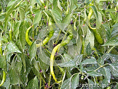 Green pepper and pepper garden paintings suitable for advertisement and logo designs Stock Photo