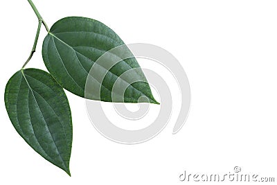 Green pepper or piper nigrum linn leaf on white background. Stock Photo