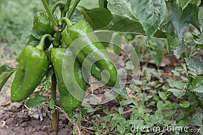 Green pepper Stock Photo