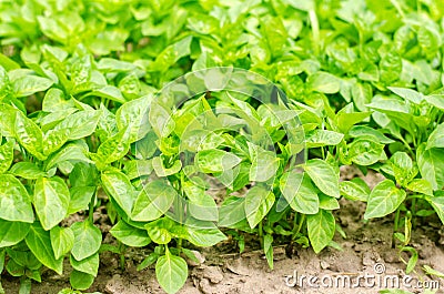 Green pepper seedlings in the greenhouse, ready for transplant in the field, farming, agriculture, vegetables, eco-friendly agricu Stock Photo