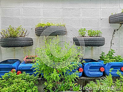 Green Peppermint herb plant and vegetables planting in black old tire and the recycle material in vegetable backyard Stock Photo