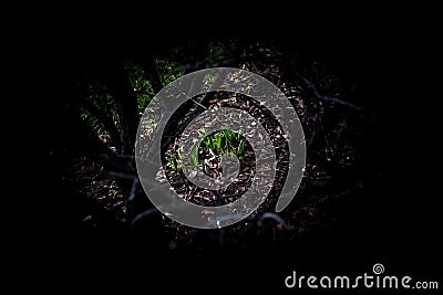 Green perennials spouting under dark branches in early spring Stock Photo