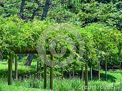 Green on pergola in japanese garden Stock Photo