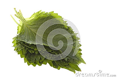 Green Perilla Leaves Isolated Stock Photo