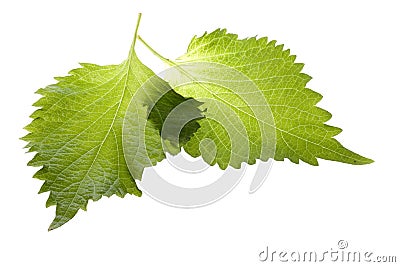 Green Perilla Leaves Isolated Stock Photo