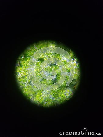 Green Photosynthesis under magnification Stock Photo