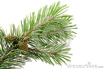 Green pine branch Stock Photo