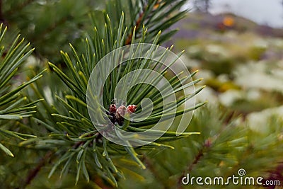 Green pine branch with buds close up Stock Photo