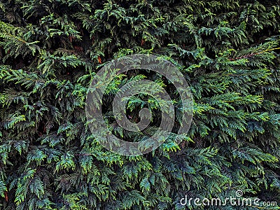 Green pine bush close-up background. Branches, needles close-up. Botany exterior Stock Photo