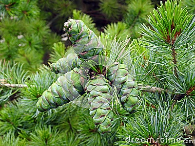 Green pine cones Stock Photo