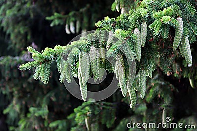 Green Pine cones on the Christmas tree branch. Forest. Timber. Stock Photo