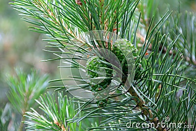 Green Pine Cones. Young green pine cones close-up on a tree Stock Photo
