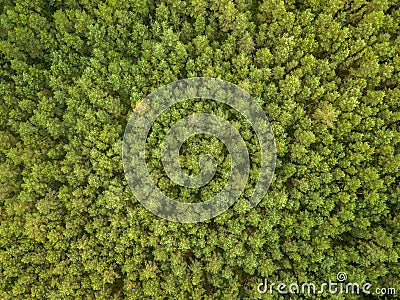 Green pine forest in the evening, aerial view Stock Photo