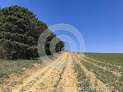 Green pine forest line and dirt road leads to the top, and a green filed on the right side Stock Photo